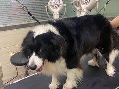 -暖阳宠物医院·犬猫康复中心·骨科