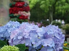 -上海共青森林公园