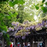 在狮子林遇上梦幻紫