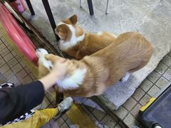 -小梁哥云吞面(黄贝岭店)