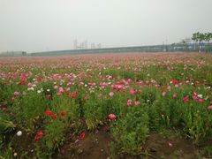 -皇粮浜公园