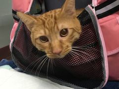 -爱侣宠医·鹦鹉专科·小型哺乳类·异宠专科(灵石路店)