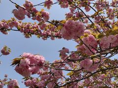-高东镇樱花园