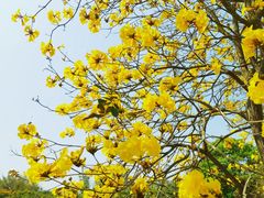 -天适樱花悠乐园