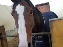 -松声马术俱乐部