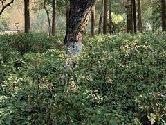 -西湖游船