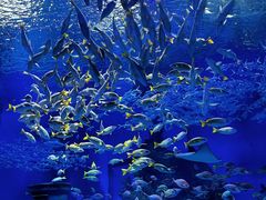 -海合安武汉极地海洋公园