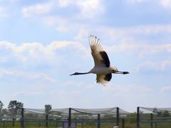 -盐城丹顶鹤湿地生态旅游区