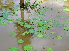 -沐仙湖湿地公园