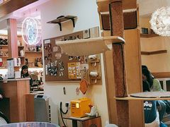 大堂-滚猫咖啡·猫咖·猫友好撸猫(未来城店)