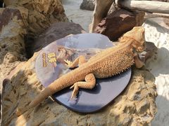 -广州长隆飞鸟乐园