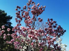 -北京西山国家森林公园