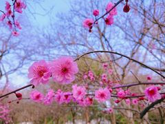 -杭州植物园
