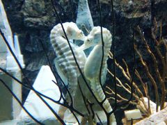 -太平洋海底世界