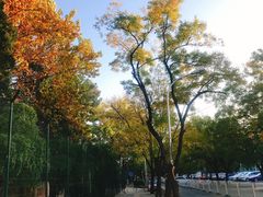 -三里屯东五街银杏大道