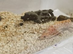 -酷以爬仙阁实体爬宠店·守宫·蜥蜴·专业繁育