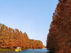 -上海海湾国家森林公园