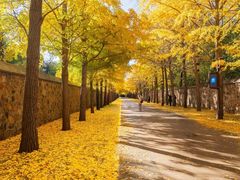 -三里屯东五街银杏大道