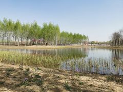 -东郊湿地公园