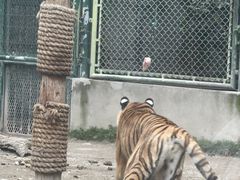 -上海野生动物园