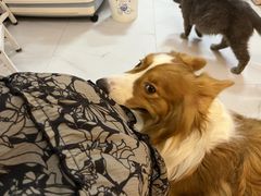 -我爱猫咪·猫咖·狗咖·安哥拉兔·羊驼咖(小寨华旗店)