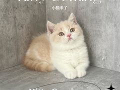 -小猫来了·猫舍(红山六九七九店)