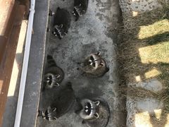 -灵玲国际马戏城