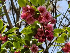 -羚羊峡古栈道森林公园