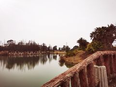 -瑶湖郊野森林公园