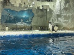 -华夏文旅海洋公园