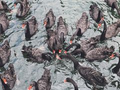 -长白岛森林公园