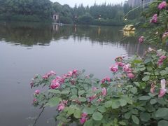 -成都南湖公园