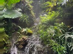 -深圳仙湖植物园