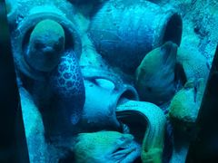 -太平洋海底世界