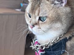 -猫小主咖啡·猫咖cat cafe(福田店)