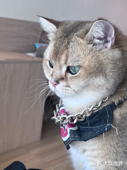 猫小主咖啡·猫咖cat cafe(福田店)图片