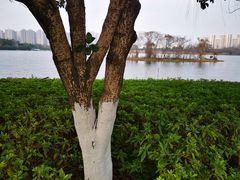 -洋湖国家湿地公园