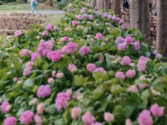 -上海滨江森林公园