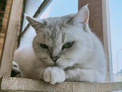 -猫的茶·猫咖