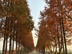 -桤木河湿地公园