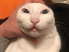 -菲丽丝宠物医院·24小时·猫科中心·免疫点(淮海分院)