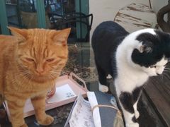 -喵屿·大理花园猫咖