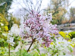 -莲花池公园