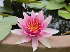 -花开海上生态园