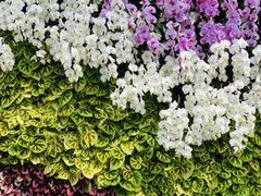 -石家庄市植物园