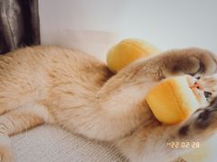 -东方名猫馆·英短金渐层布偶猫舍(环线广场1号楼店)