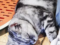 -Cappucimeow猫咪咖啡馆(韦伯时代店)