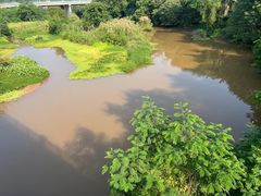 -南宁良凤江国家森林公园