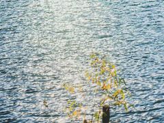 -江西阳明山国家森林公园