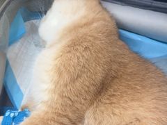 -汪喵宠物医院·骨科心脏影像·犬猫急重症ICU诊疗中心(成华分院)